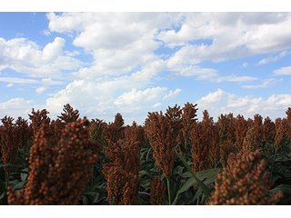 Property photo 107 - LAND AUCTION, 3255+/- Acres offered in 13 Tracts